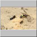 Cerceris rybyensis - Knotenwespe w001f 8-9mm mit Hylaeus communis - Sandgrube Niedringhaussee-det.jpg